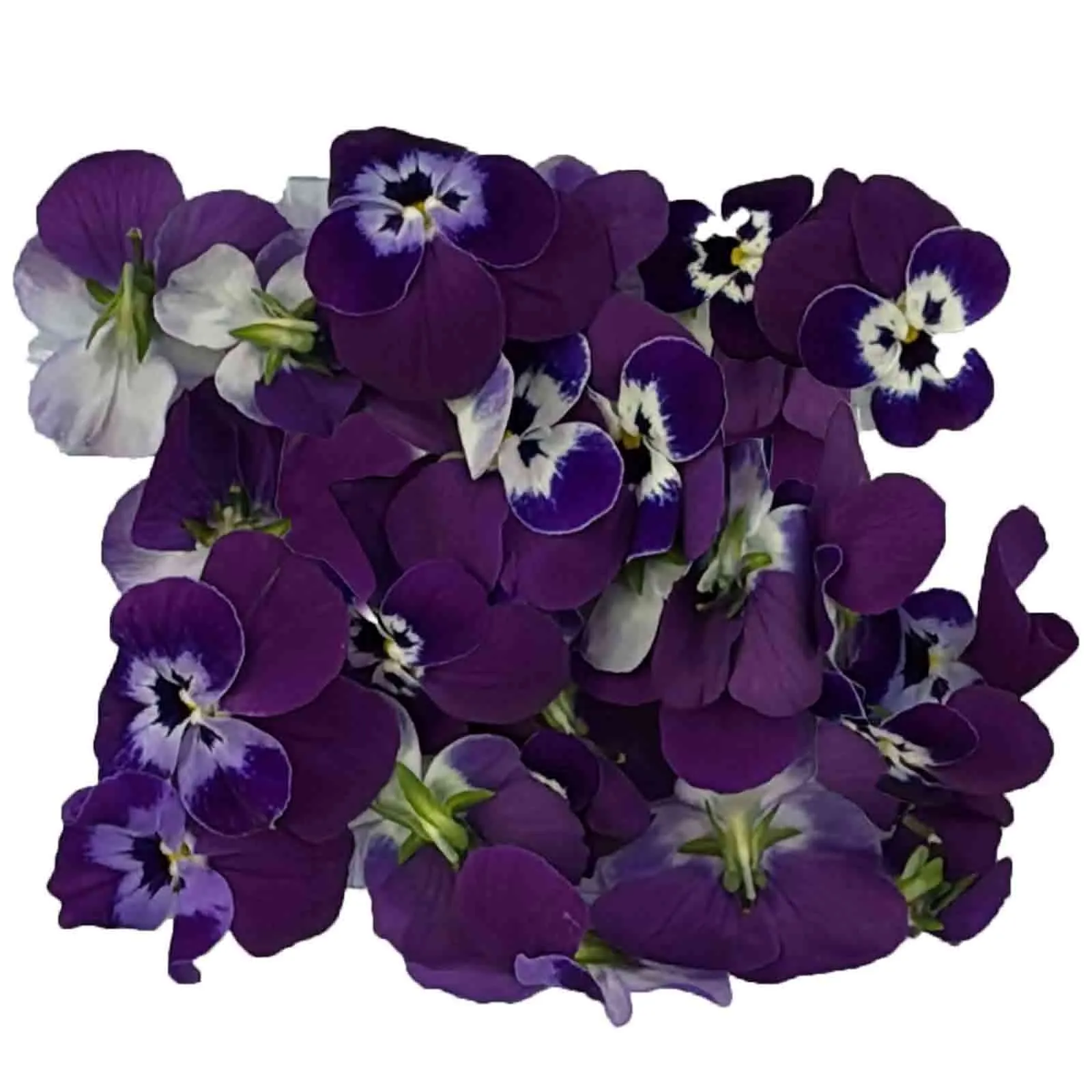 EDIBLE FLOWER PURPLE - RSA ( PKT )