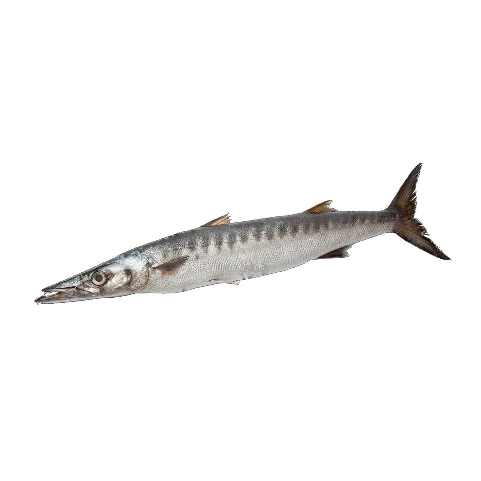  Fresh Baracuda Fish 1 Kg