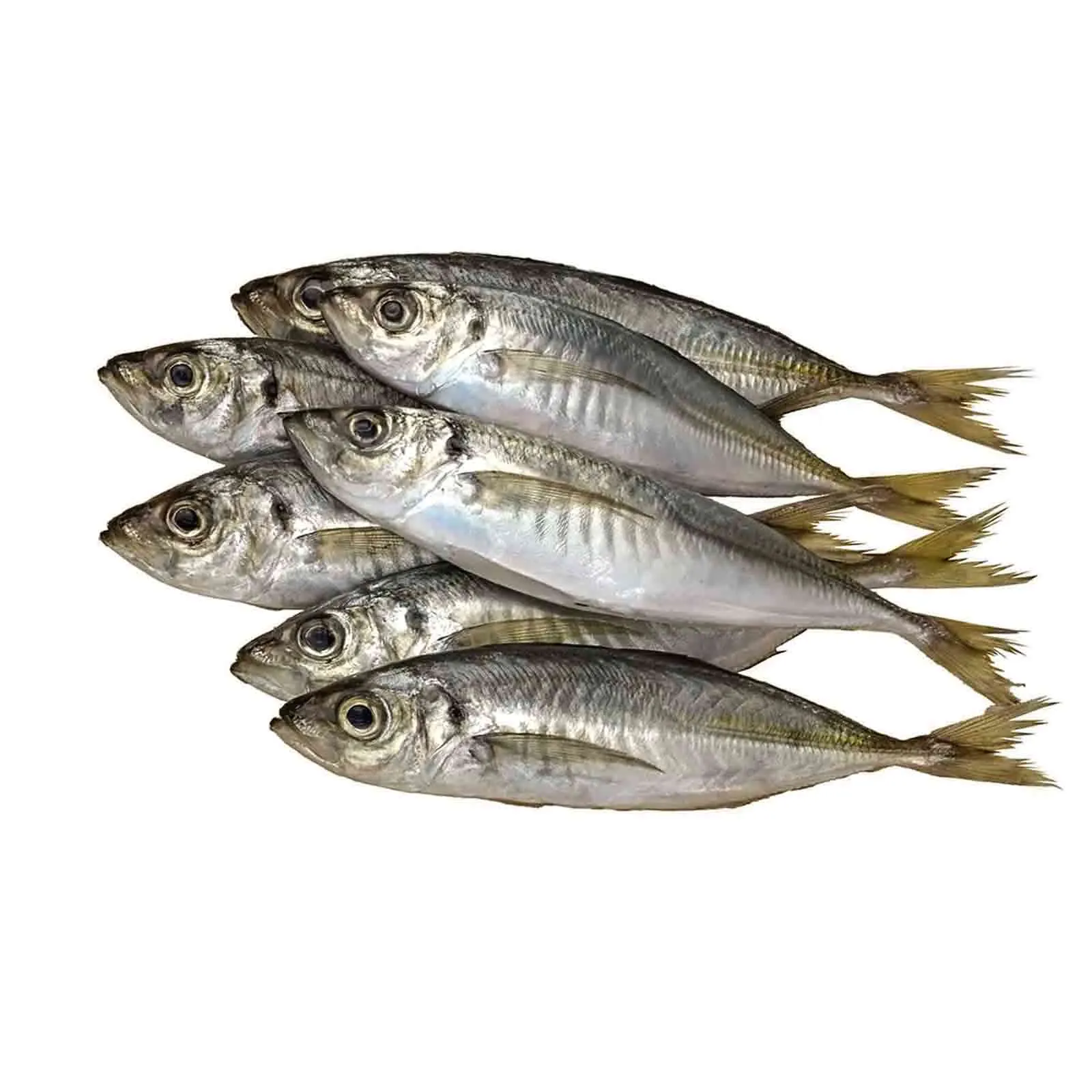 FISH MACKEREL FRESH SMALL ( 1 kg )