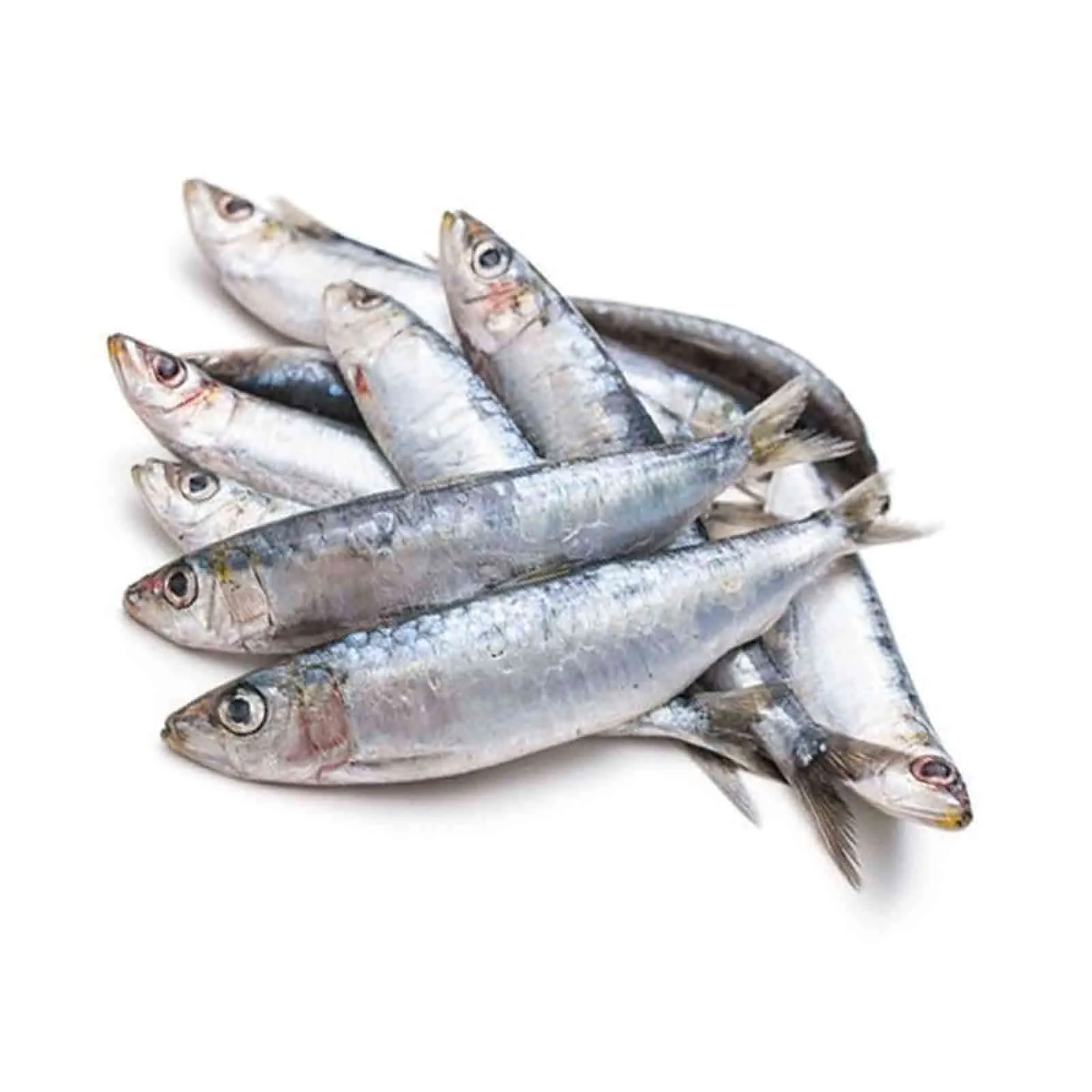 FISH SARDINES FRESH SMALL ( 1 KG )