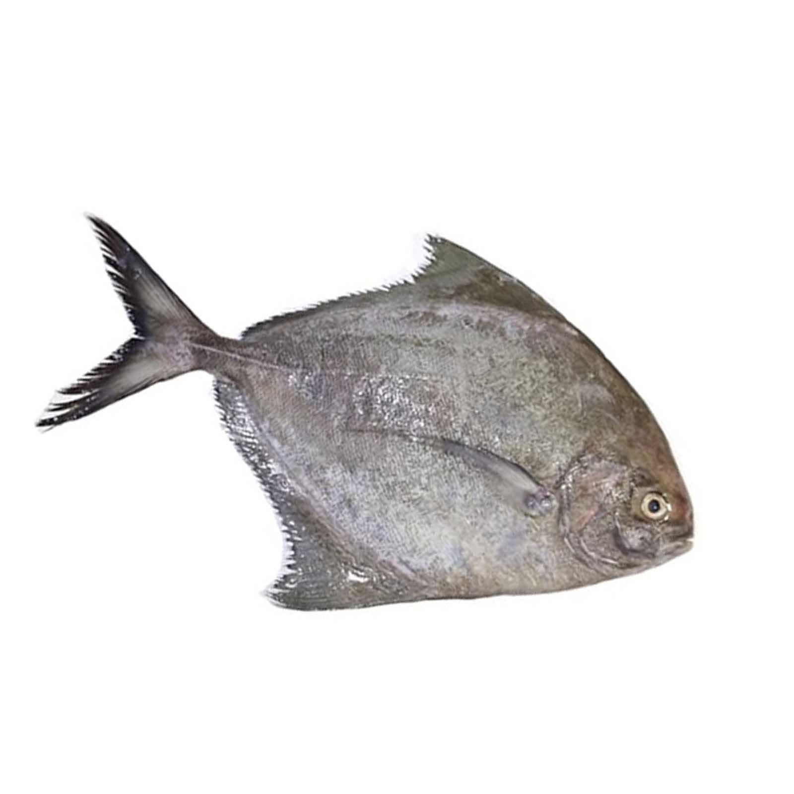  Fresh Black Pomfret  Fish 1 Kg 