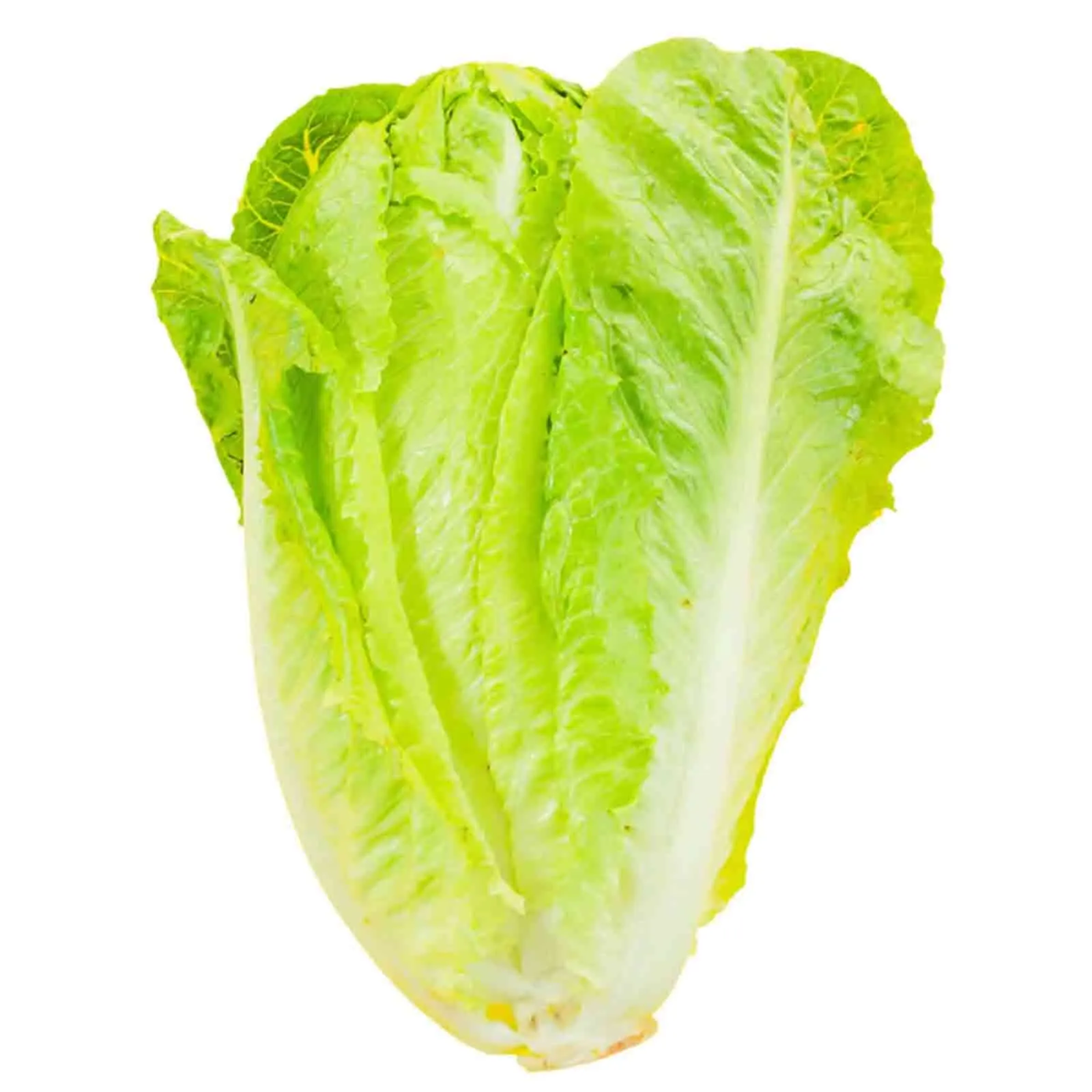 ROMAINE HEARTS LETTUCE  ( 1 PKT )