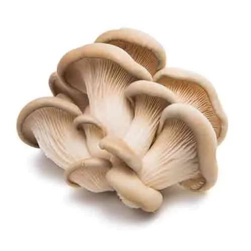 MUSHROOM OYSTER - UAE ( KG )