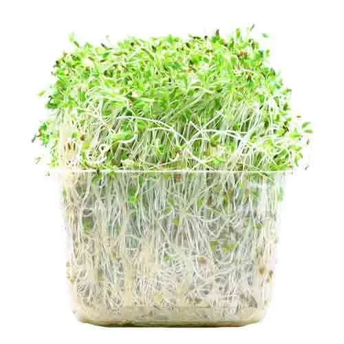 ALFA ALFA SPROUT - AUS - PKT (100 GM)