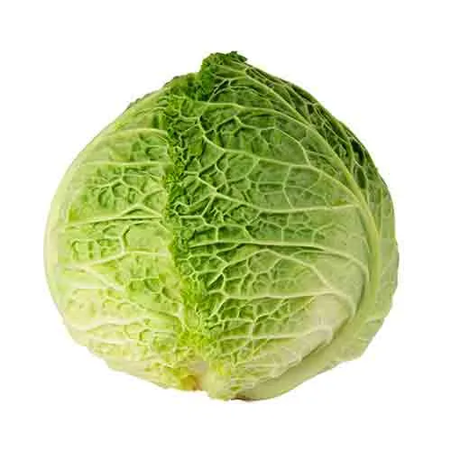 CABBAGE SAVOY - HOLLAND ( KG )