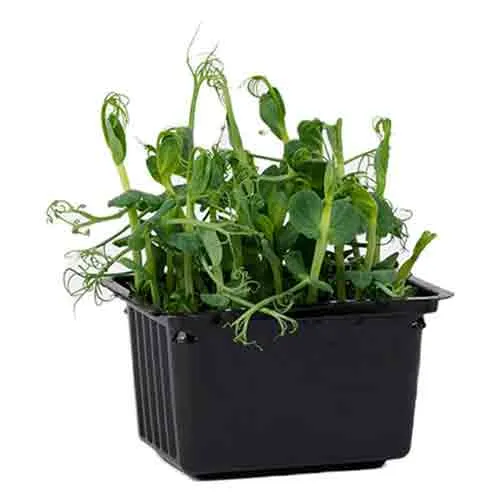 AFFILLA CRESS - UAE - POT