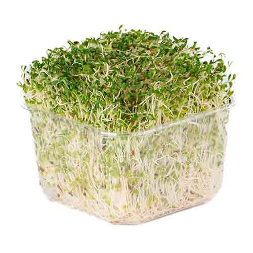  Fit Fresh Alfa Alfa Sprouts Pkt 100 g - Australia