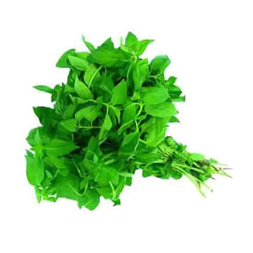 BASIL LEAVES - UAE - BUNCH ( 100 GM )