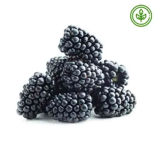 BLACKBERRY - ORGANIC