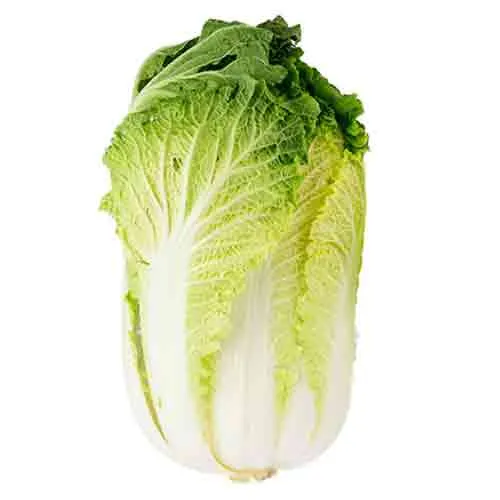  Fit Fresh Cabbage Chinese Kg - China 