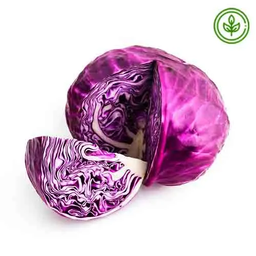 CABBAGE RED - ORGANIC ( PC )
