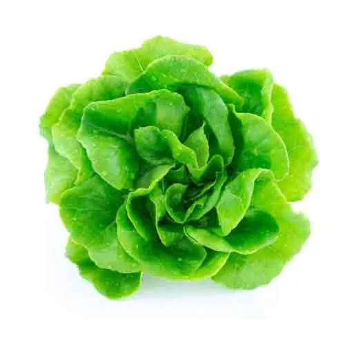 LETTUCE BOSTON - HOLL - HEAD ( 250 GM )