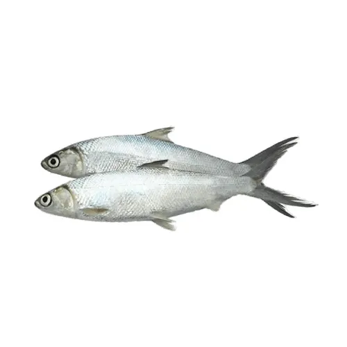 MILK FISH FRESH 