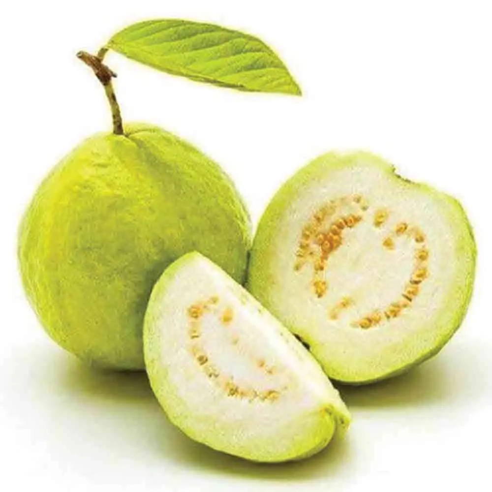 GUAVA - VIETNAM ( KG )