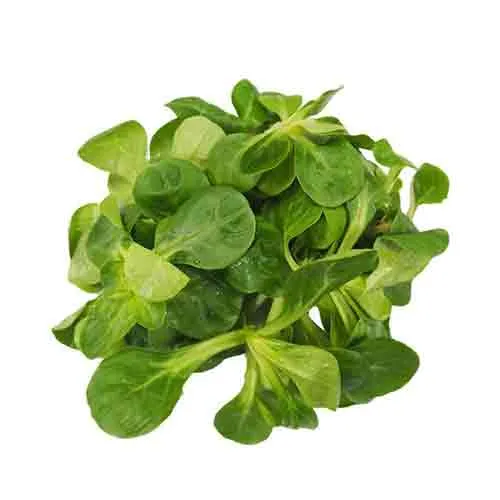 LETTUCE LAMB OR MACHE ( kg )