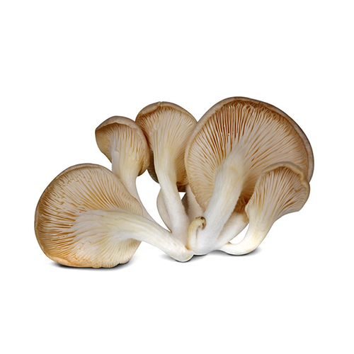MUSHROOM OYSTER - HOLL - PKT ( 250 GM )