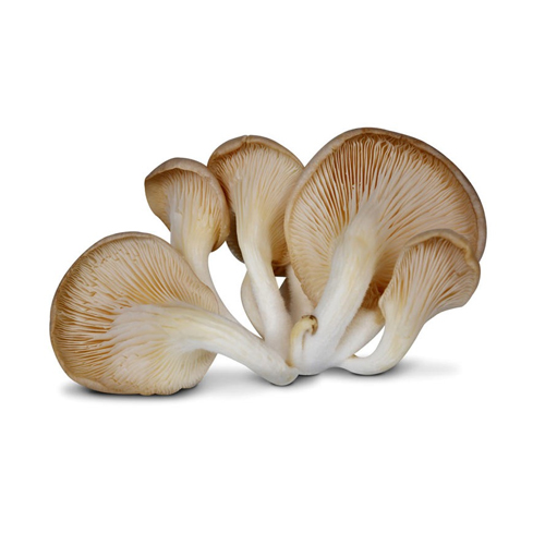 MUSHROOM OYSTER - HOLLAND ( KG )