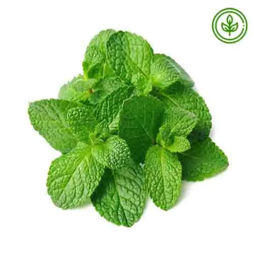 MINT LEAVES - ORGANIC ( PC )