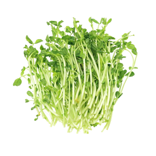  Fit Fresh Snow Peas Sprout 100 g Pkt - Holland