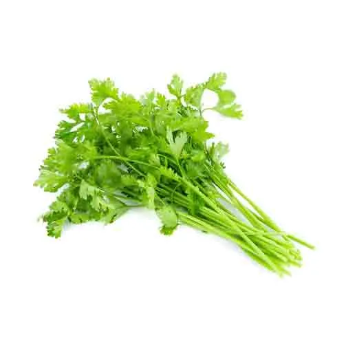 CORIANDER LEAVES ( KG )