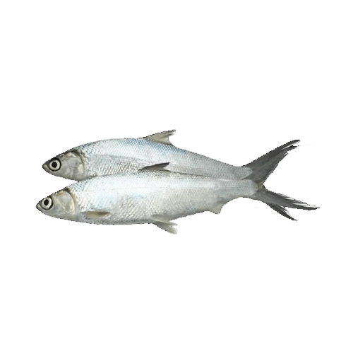  Frozen Milk Fish 1 Kg