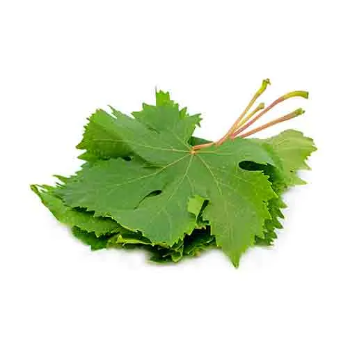 GRAPE LEAVES - EGYPT ( kg )