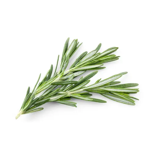 ROSEMARY - UAE - BUNCH ( 100 gm )