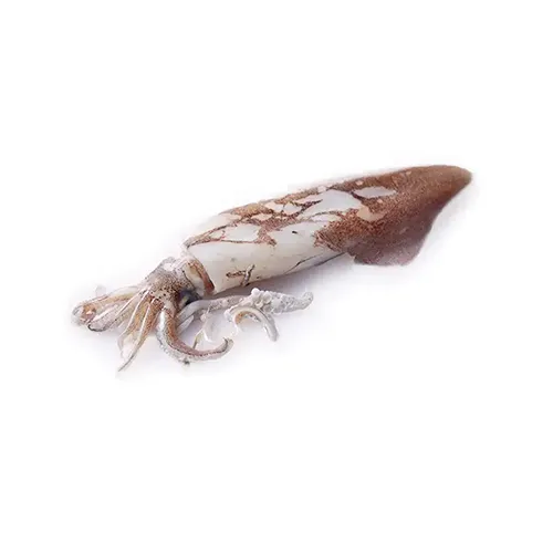 SQUID FRESH ( PKT ) 